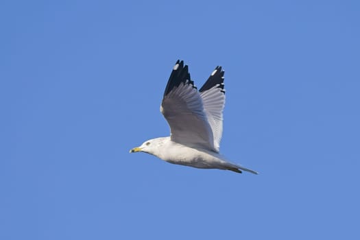 A common seagull soars up in the air against a blue sky near Liberty Lake, Washington