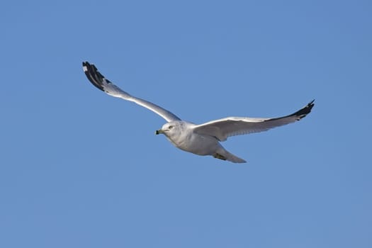 A common seagull soars up in the air against a blue sky near Liberty Lake, Washington