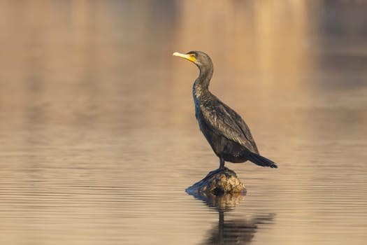 A double crested cormorant is perched on a rock in a calm pond near 