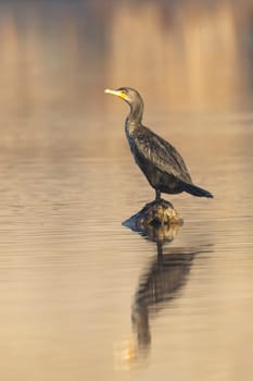 A double crested cormorant is perched on a rock in a calm pond near 