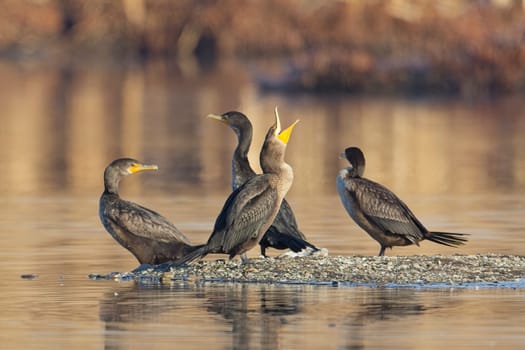A double crested cormorant standing with others opens its beak wide near Liberty Lake, Washington