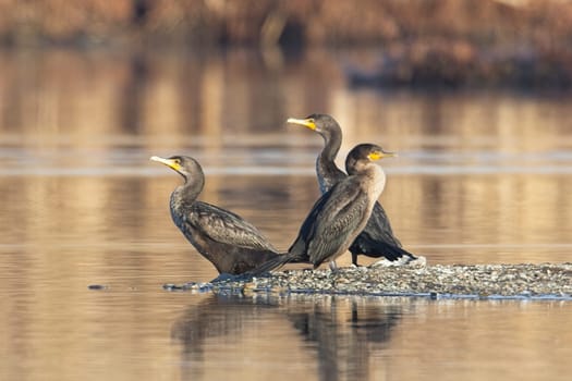Three double crested cormorants facing opposite ways stand on a small clump of land in a pond near Liberty Lake, Washington.