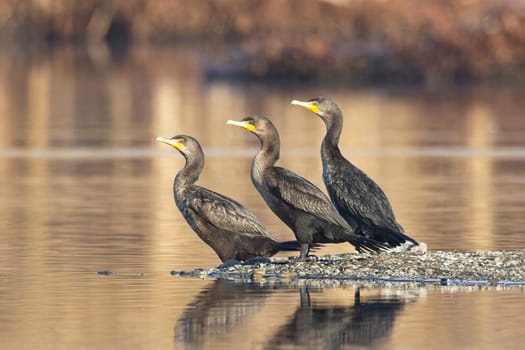 Three double crested cormorants facing the same way stand on a small section of land in a pond near Liberty Lake, Washington.