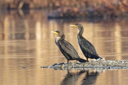 Two double crested cormorants facing the same way stand on a small section of land in a pond near Liberty Lake, Washington.