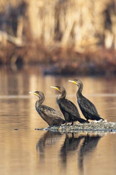 Three double crested cormorants facing the same way stand on a small section of land in a pond near Liberty Lake, Washington.