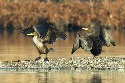 Two double crested cormorants stand on a section of land in a pond with their wings spread wide near Liberty Lake, Washington.