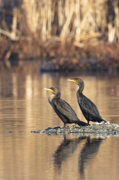 Two double crested cormorants facing the same way stand on a small section of land in a pond near Liberty Lake, Washington.