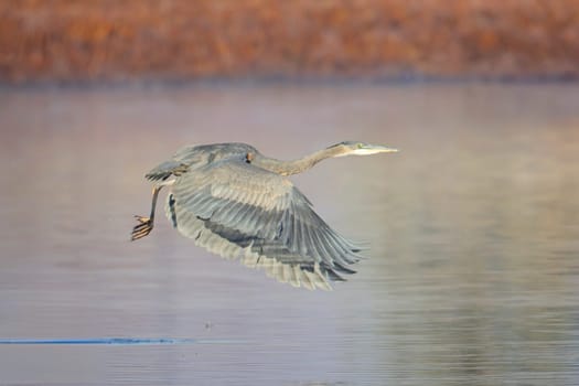 A large great blue heron flies low above a small pond near Liberty Lake, Washington.