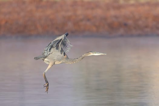 A large great blue heron flies low above a small pond near Liberty Lake, Washington.