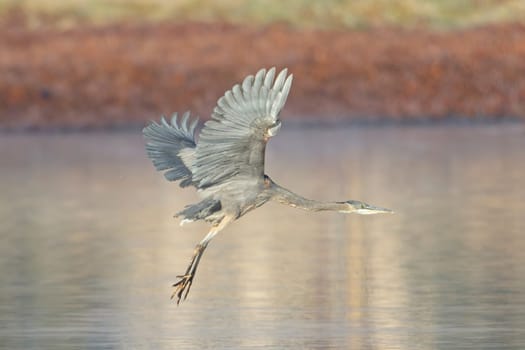 A large great blue heron flies low above a small pond near Liberty Lake, Washington.