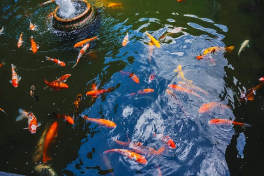 Colorful Japanese carp or Koi fishes swim in a pond at a pagoda in Asia