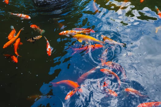 Colorful Japanese carp or Koi fishes swim in a pond at a pagoda in Asia
