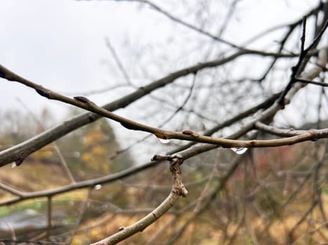 rain drops on a branch. shallow depth of field. white background. High quality photo