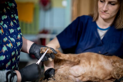 A veterinary professional is administering crucial care to a dog in a clinical setting designed for animals