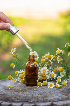 Chamomile essential oil in the garden. Selective focus. Nature.