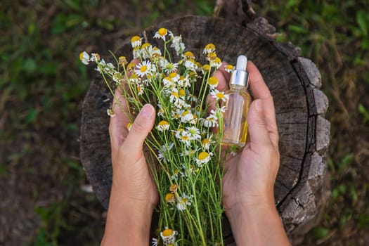 Chamomile essential oil in the garden. Selective focus. Nature.