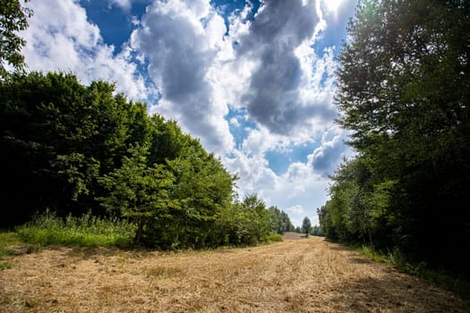 A beautifully picturesque view of a peaceful and tranquil pathway, surrounded by vibrant trees beneath a cloudy sky