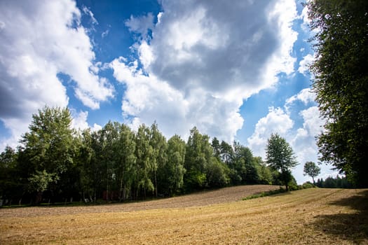 A serene and tranquil countryside scene showcasing beautiful trees set against a bright, cloudy sky above