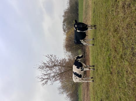 black and white cows in green grassy dutch summer meadow with flowers and blue sky in the netherlands between utrecht and Leerdam. High quality photo