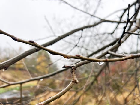 rain drops on a branch. shallow depth of field. white background. High quality photo