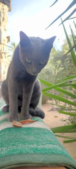 gray cat, domestic animal, animals pet, portrait, nature street outside, breed. High quality photo