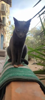 gray cat, domestic animal, animals pet, portrait, nature street outside, breed. High quality photo
