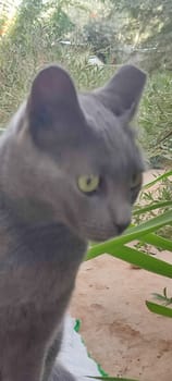 gray cat, domestic animal, animals pet, portrait, nature street outside, breed. High quality photo