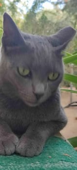 gray cat, domestic animal, animals pet, portrait, nature street outside, breed. High quality photo