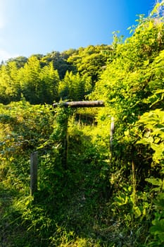Hiking path garden on the famous Magome-Tsumago Trail as part of the Nakasendo Way between Magome and Tsumago in Gifu Prefecture, Japan
