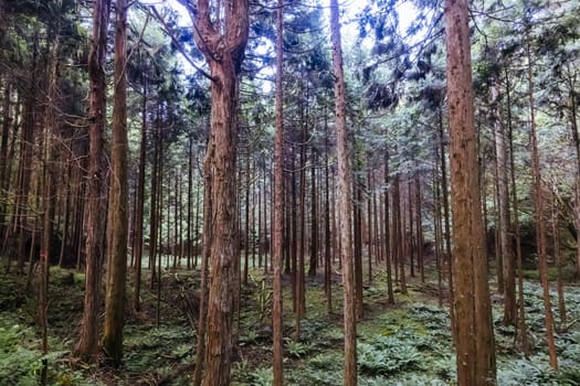 Hiking path landscape on the famous Magome-Tsumago Trail as part of the Nakasendo Way between Magome and Tsumago in Gifu Prefecture, Japan