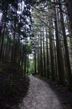Hiking path landscape on the famous Magome-Tsumago Trail as part of the Nakasendo Way between Magome and Tsumago in Gifu Prefecture, Japan