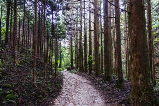 Hiking path landscape on the famous Magome-Tsumago Trail as part of the Nakasendo Way between Magome and Tsumago in Gifu Prefecture, Japan