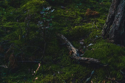 Dark and moody forest floor covered with moss, scattered branches, and a tree trunk, evoking a serene and earthy woodland atmosphere