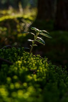 A close-up of a pine cone and a small plant growing on a lush, moss-covered forest floor, illuminated by gentle sunlight, capturing the serene beauty of nature