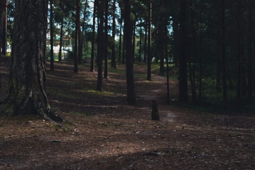 A sunlit forest scene with tall pine trees and a winding dirt path, casting gentle shadows on the forest floor, creating a serene and natural woodland atmosphere