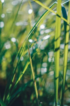 A close-up of green grass blades bathed in sunlight, with a blurred bokeh effect in the background, capturing a peaceful and vibrant natural scene