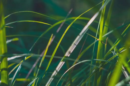 A close-up of green grass blades bathed in sunlight, with a blurred bokeh effect in the background, capturing a peaceful and vibrant natural scene