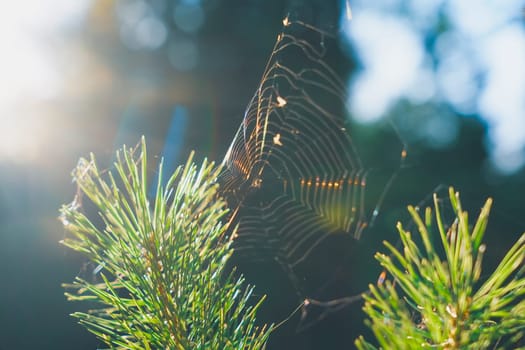 A spider web glistens in the sunlight as it stretches between pine branches, capturing the intricate beauty of nature with soft, natural light in a peaceful forest setting