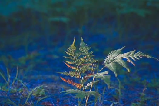 A vibrant green fern stands out against a contrasting blue-toned forest floor, creating a unique and colorful scene that highlights the natural beauty and tranquility of the woodland