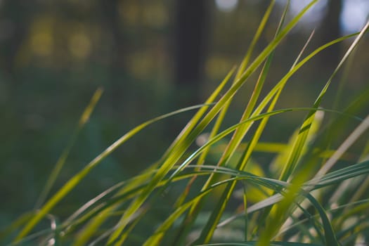 A close-up of green grass blades bathed in sunlight, with a blurred bokeh effect in the background, capturing a peaceful and vibrant natural scene