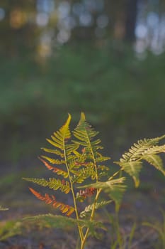 A fern with sunlit fronds displaying warm autumn tones, set against a forest background, capturing the serene and natural beauty of seasonal changes in a peaceful woodland setting