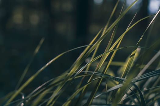 A close-up of green grass blades bathed in sunlight, with a blurred bokeh effect in the background, capturing a peaceful and vibrant natural scene