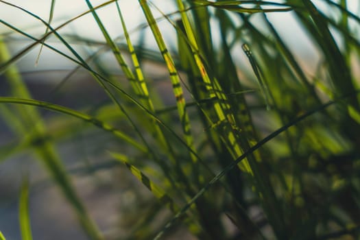 A close-up of green grass blades bathed in sunlight, with a blurred bokeh effect in the background, capturing a peaceful and vibrant natural scene