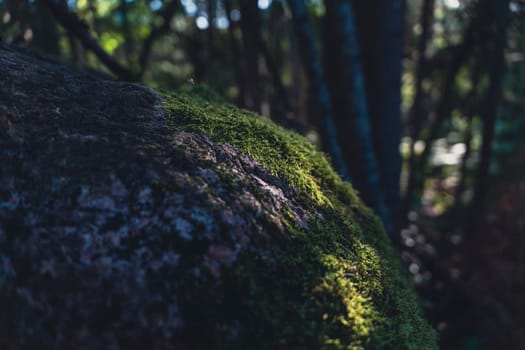 A moss-covered rock sits in a shaded forest, illuminated by dappled sunlight that enhances its lush green texture, creating a serene and earthy atmosphere in the woodland