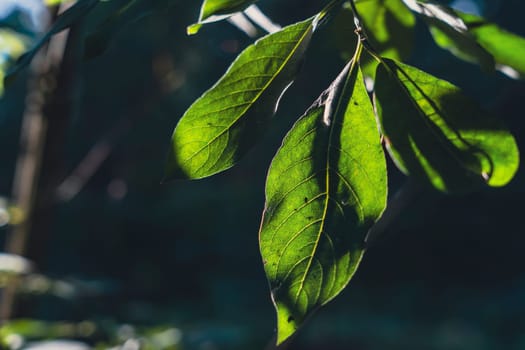 Sunlit green leaves showing intricate shadow patterns, illuminated by natural light in a peaceful forest setting, capturing the simple beauty and texture of foliage in close-up detail