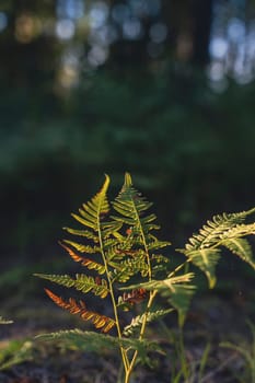 A fern with sunlit fronds displaying warm autumn tones, set against a forest background, capturing the serene and natural beauty of seasonal changes in a peaceful woodland setting