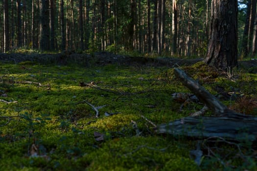 A peaceful forest scene featuring a sunlit path surrounded by tall pine trees in dense woodland. The vibrant green moss and scattered shadows create a serene and natural atmosphere