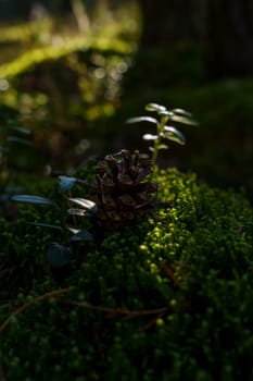 A close-up of a pine cone and a small plant growing on a lush, moss-covered forest floor, illuminated by gentle sunlight, capturing the serene beauty of nature