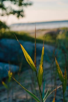 A close-up of coastal grass blades illuminated by the warm sunset light, with a blurred view of the beach and sea in the background, capturing a tranquil coastal scene at golden hour