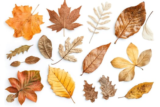 A vibrant arrangement of various autumn leaves, featuring warm hues of orange, yellow, and brown, displayed artistically on a clean background. Each leaf highlights unique shapes and textures.